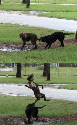 fight1.jpg