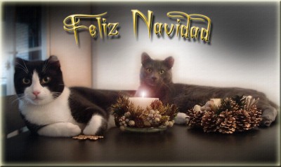 Bon nadal amic meu, com veus, hi ha tres gats en la foto