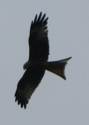 IMG_3537.JPG