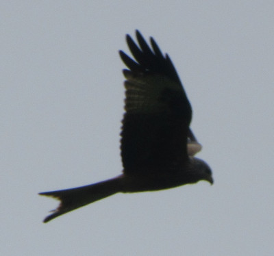 IMG_3534.JPG