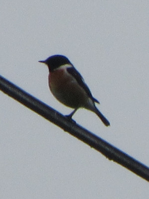 IMG_3539.JPG