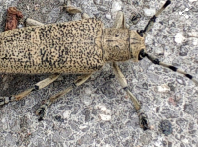 Screenshot_20221211-113312_iNaturalist.jpg