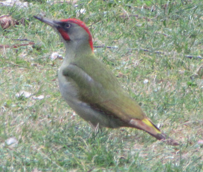 IMG_4137.JPG