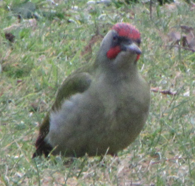 IMG_4133.JPG