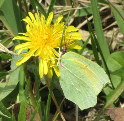 Mariposa recorte 2.jpg