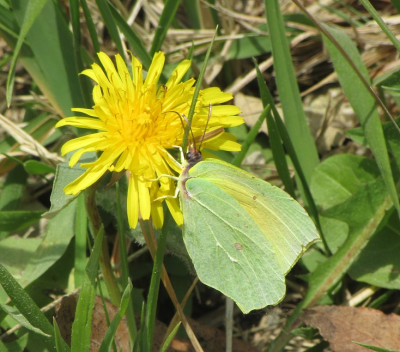 Mariposa recorte.jpg
