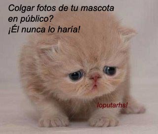 gatico_triste.jpg
