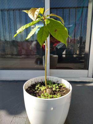 palta.jpg